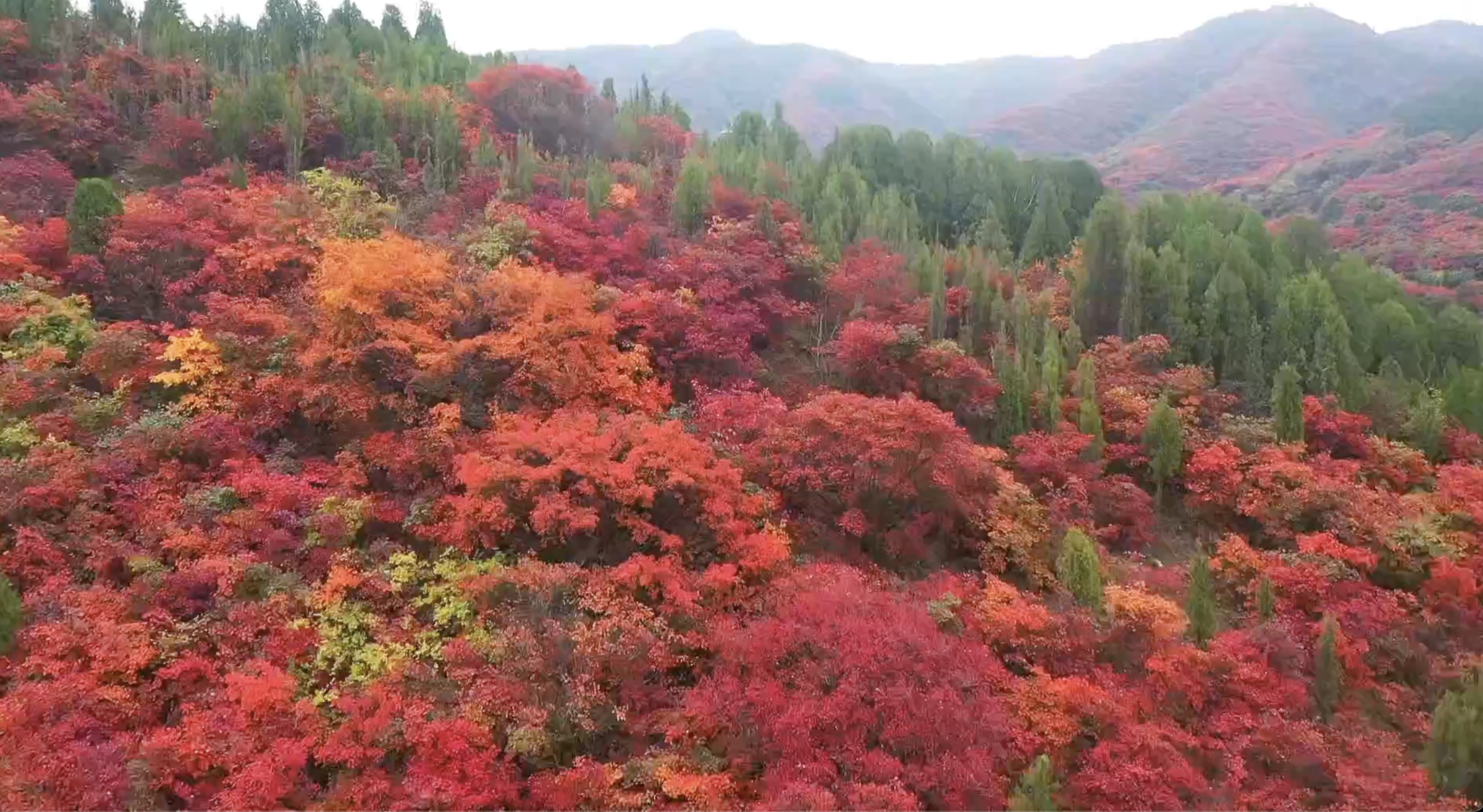 济南红叶谷进入最佳观赏期 漫山红遍宛如童话世界