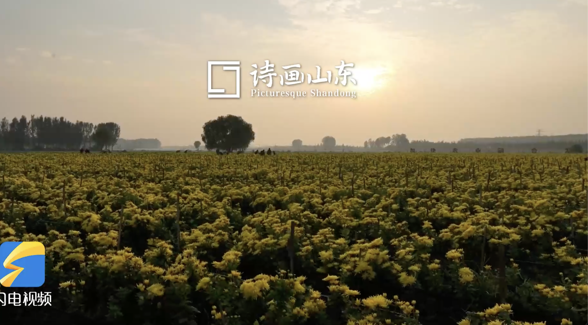 金秋十月菊花飘香好“丰”景 