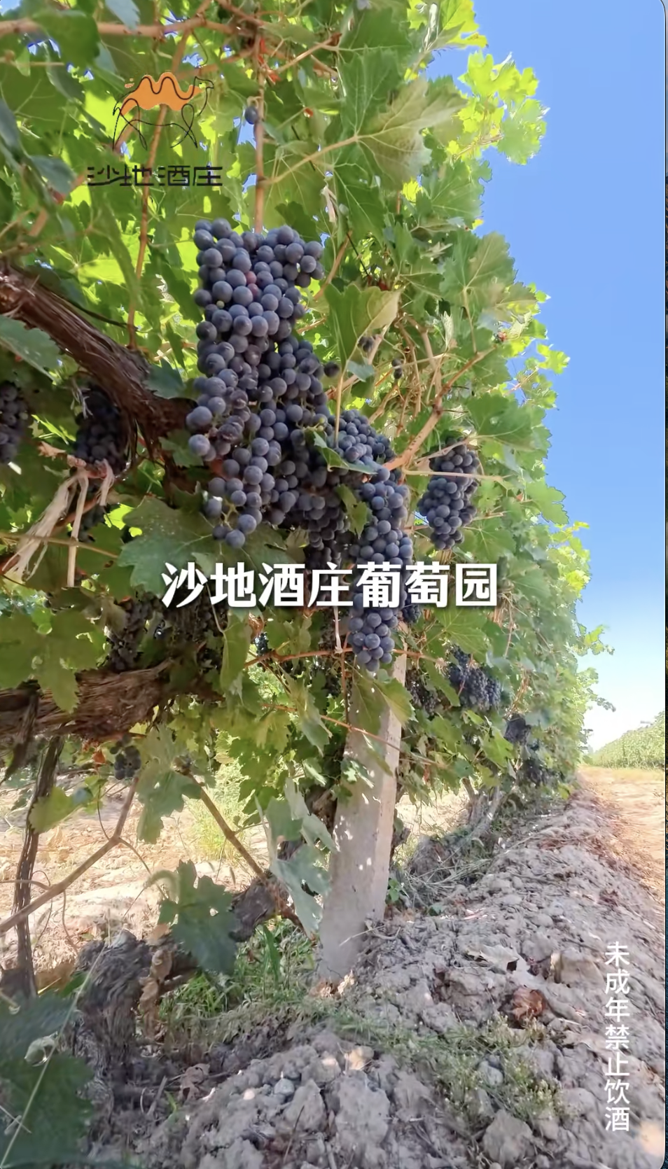 沙地酒庄的酿酒葡萄有何独特之处？